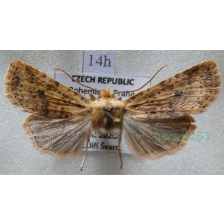 Conistra rubiginea (Denis & Schiffermüller, 1775) Porożnica rudnica Czech14h